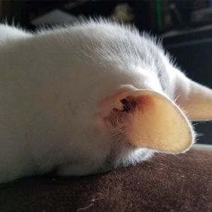 Meet your Posher, Alissa